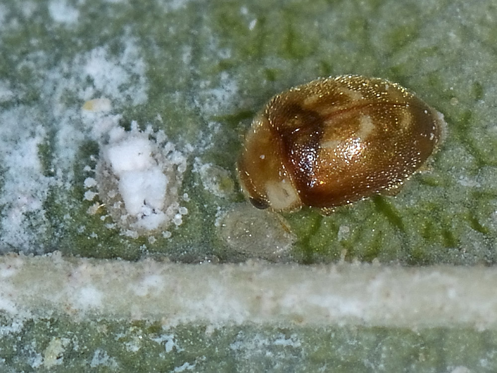 Aleyrodidae?